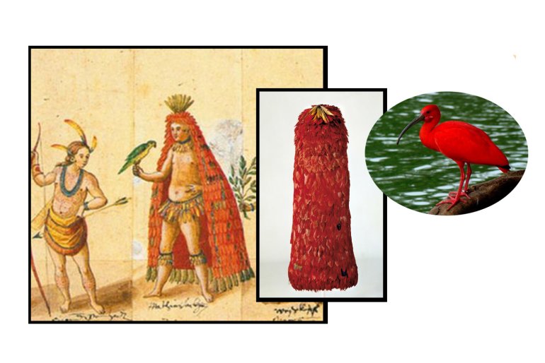O manto usado por um tupinambá, em gravura do século XVII; a peça que voltará para casa; a ave guará vermelho